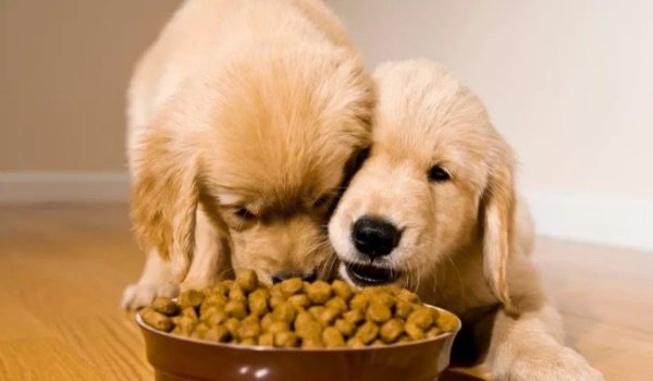 Köpekler ve Kediler İnsan Bilincinin Evrimi Olarak