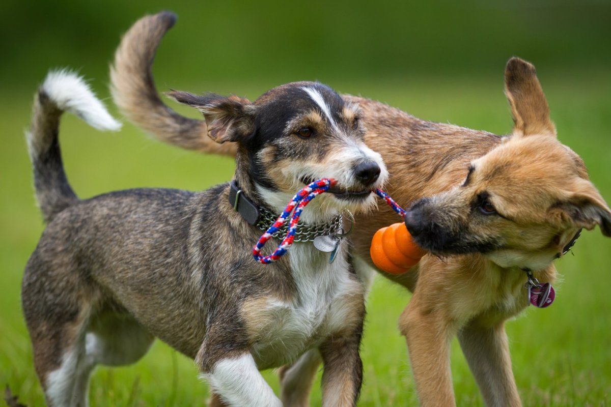 Yasa değişikliğinin ardından kısırlaştırılmamış köpekler için daha yüksek ücret talebi