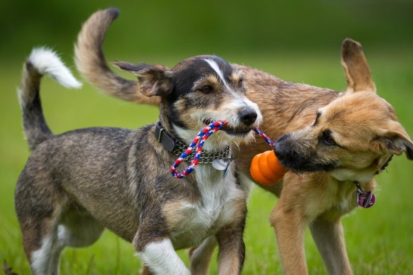 Yasa değişikliğinin ardından kısırlaştırılmamış köpekler için daha yüksek ücret talebi