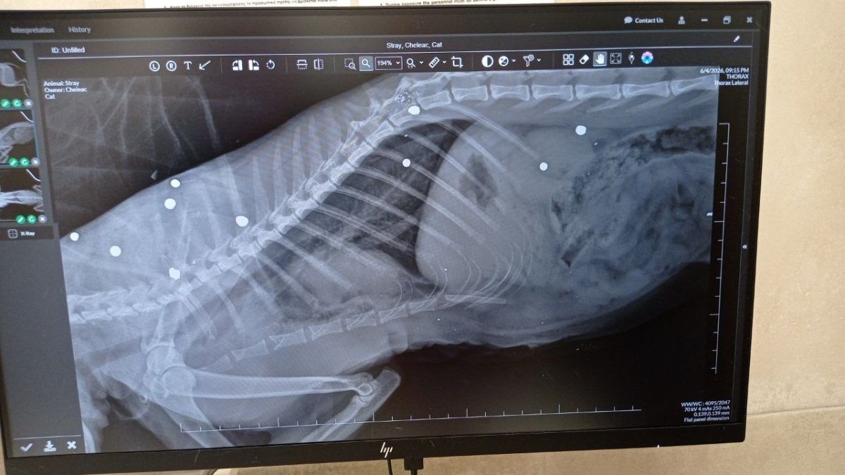 Parekklisia'da Vurulan Kedi Felç Kaldı