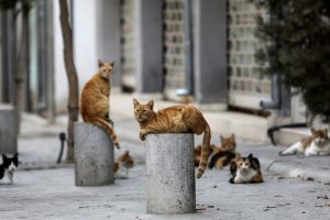 Kısırlaştırılan Başıboş Kedilere Mikroçip Takılması Önerisi Destek Gördü