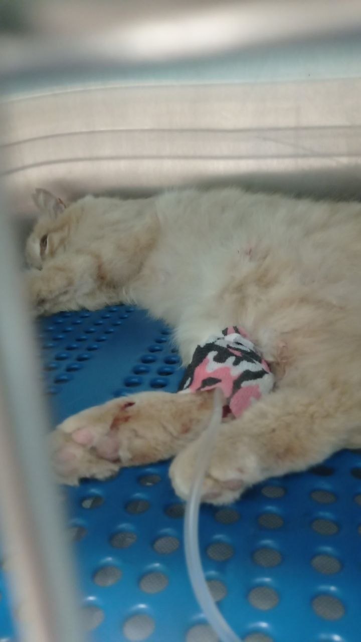 Yaralı kedi, veteriner muayenesi, röntgen
