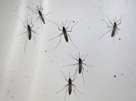 West Nile vakaları 14'e çıktı, sivrisinek mücadelesi yoğunlaştı