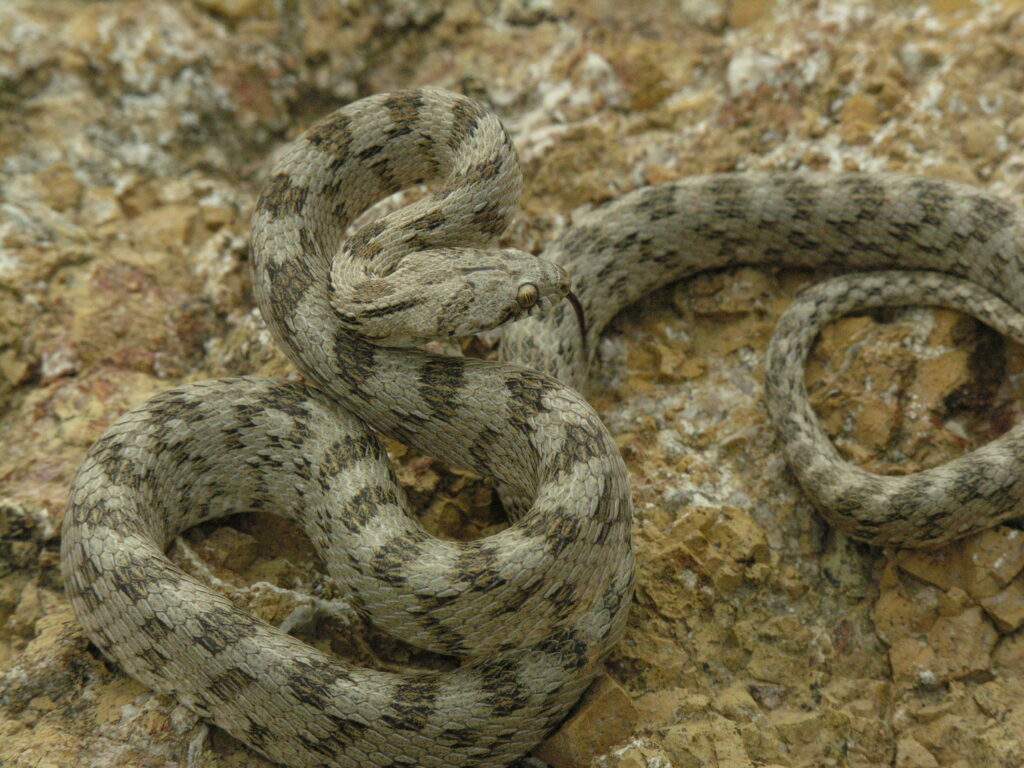 Xylodropis