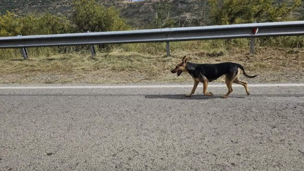 Ekologlar Hareketi, Baf Ormanı'ndaki Başıboş Köpeklerin İtlafına Karşı Çıkıyor