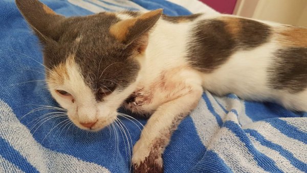 Kedi Vurulmalarının Sınırı Nerede? 'Er ya da Geç Bir İnsan Vurulacak'