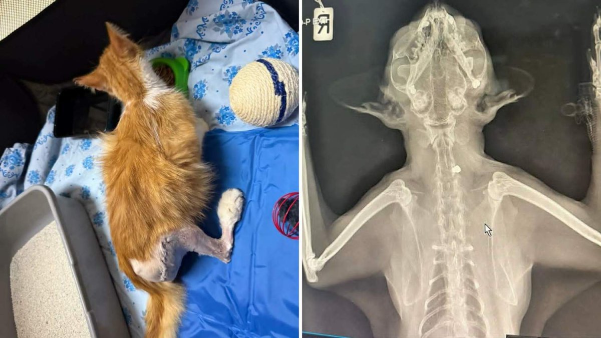 Lakatamia'da Kedi Vuruları: Halk, Polisi Eylemsizlikten Suçluyor