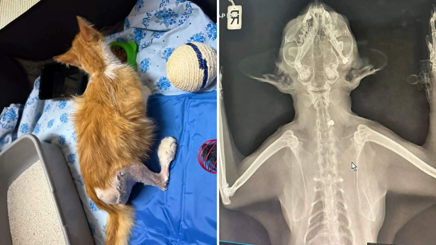Lakatamia'da Kedi Vuruları: Halk, Polisi Eylemsizlikten Suçluyor