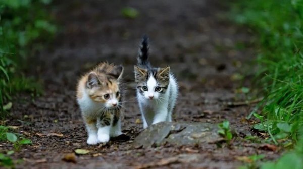 Pedieos Parkı'ndaki kedi barınakları kaldırılıp yeniden yapılacak
