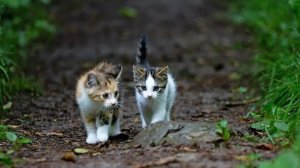 Pedieos Parkı'ndaki kedi barınakları kaldırılıp yeniden yapılacak