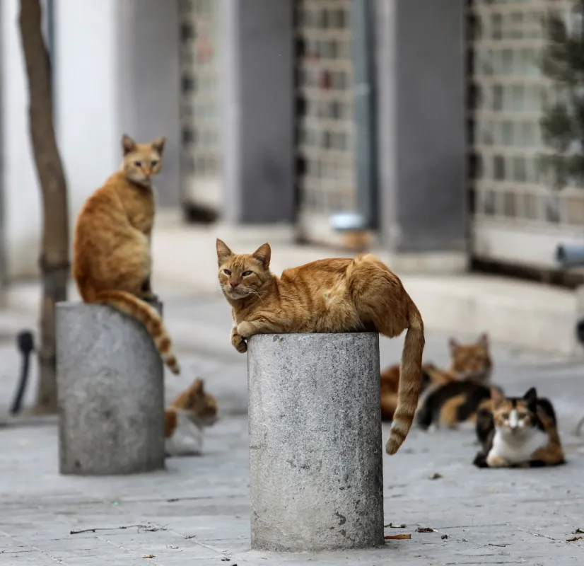Lakatamia'da Kedi Vurulması Olaylarına İlişkin Soruşturma Talebi