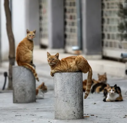Lakatamia'da Kedi Vurulması Olaylarına İlişkin Soruşturma Talebi