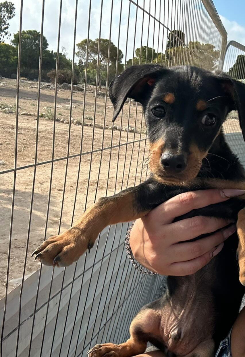 Animal Rescue Cyprus barınağının ihtiyaçları