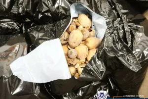 Kıbrıs Uyuşturucuyla Mücadele Birimi uluslararası uyuşturucu şebekesini çökertti: 21 şüpheli tutuklandı
