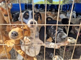 Animal Rescue Cyprus, 1.350 Hayvan İçin Acil Gönüllü Çağrısı Yaptı (Sadece 11 Gönüllü Kaldı)