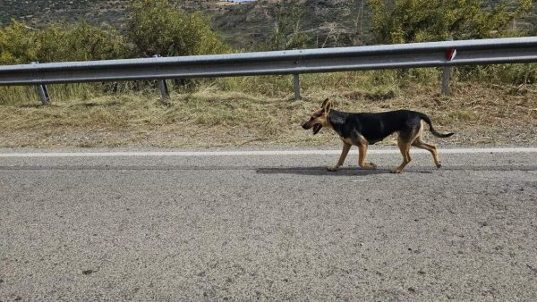 Baf Ormanı'ndaki Başıboş Köpekler İçin İtlaf Kararı Gündemde