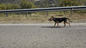 Baf Ormanı'ndaki Başıboş Köpekler İçin İtlaf Kararı Gündemde