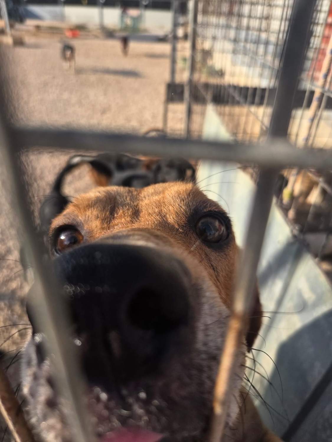 Animal Rescue Cyprus barınağında bir hayvan