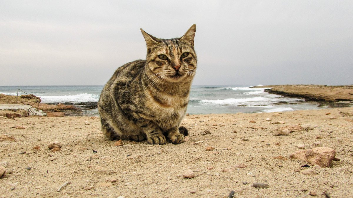 Kıbrıs dünyanın en yüksek sokak kedisi oranına sahip olabilir