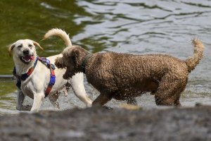 Hindistan'da Sokak Köpekleri Neden Yok Edilemiyor ve Edilmemeli?