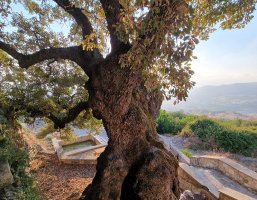 Paphos'un Akıllı Turizm İzinde 500 Yıllık Meşe