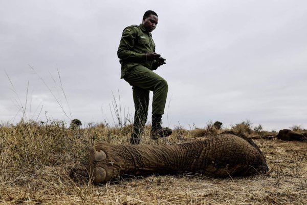 Kenya'nın Amboseli Ekosisteminde Fillerin Ölümleri Soruşturuluyor
