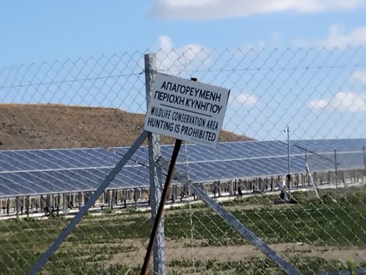 Kıbrıs'ta kumru avı sezonu pazar günü sona eriyor