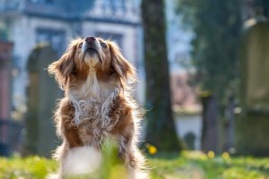 Odysseus'u Bekleyen Köpek Argos: Antik Yunan'da İnsan-Hayvan Bağının Sembolü
