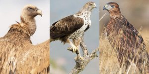 Kıbrıs'ın üç önemli yırtıcı kuşunu korumak için yeni 'Raptors for LIFE' projesi