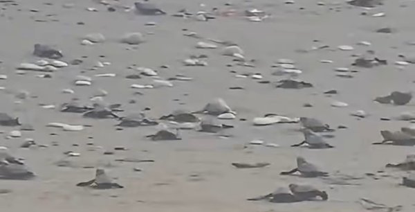Pervolia Plajında Deniz Kaplumbaşlarının Denize Doğru Yürüdüğü Görüldü
