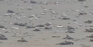 Pervolia Plajında Deniz Kaplumbaşlarının Denize Doğru Yürüdüğü Görüldü