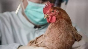 Avustralya'da İlk H5N1 Kuş Gribi Vakası Yerel Memelilerde Teşhis Edildi