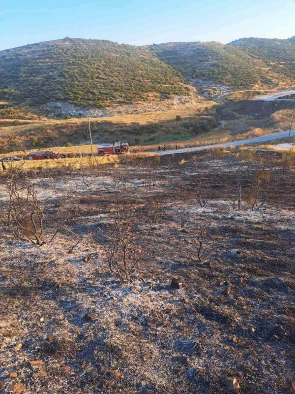 Orman Yangını Sonrası İyileşme On Yıllar, Hatta Yüzyıllar Sürebilir