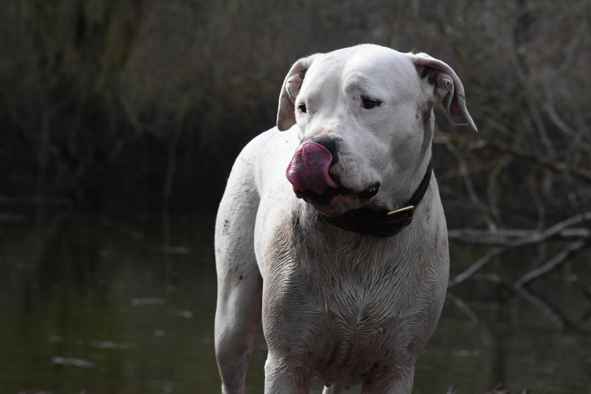 Köpek Otoyola Çıktı, Polisten Dikkatli Olun Uyarısı