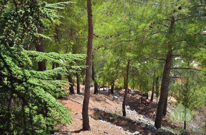 Machairas Milli Orman Parkı'nda kaybolan yaşlı adam sağ salim bulundu