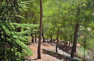 Machairas Milli Orman Parkı'nda kaybolan yaşlı adam sağ salim bulundu