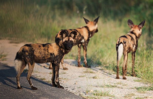 Afrika yaban köpekleri eş bulmak için binlerce kilometre yol alıyor, çalışma gösteriyor