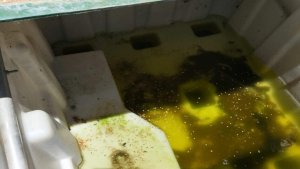 Batı Nil Virüsü Vakaları Artarken Kapı Kapı Sivrisinek Kontrolleri Genişliyor