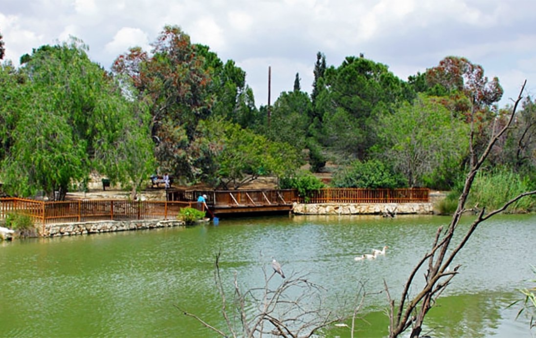 Lefkoşa parkında kuş gribinden ikinci kaz öldü