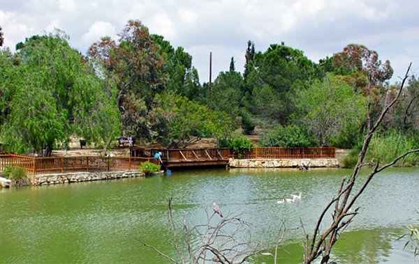 Lefkoşa parkında kuş gribinden ikinci kaz öldü