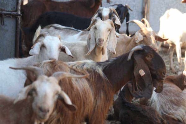 Koyun ve keçi üreticileri hayvan envanteri için ek süre istiyor