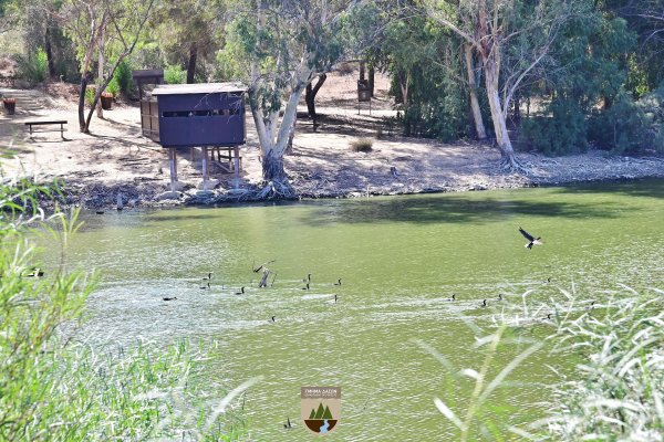 Athalassa parkında kuş gribi bulaşmış kaz bulundu