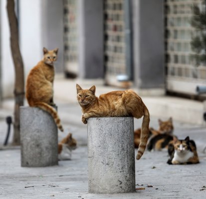 Kıbrıs'ta kedi kısırlaştırma programı Ekim'den itibaren genişliyor
