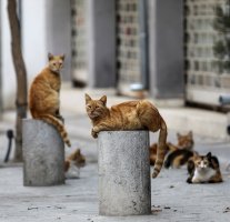 Kıbrıs'ta kedi kısırlaştırma programı Ekim'den itibaren genişliyor