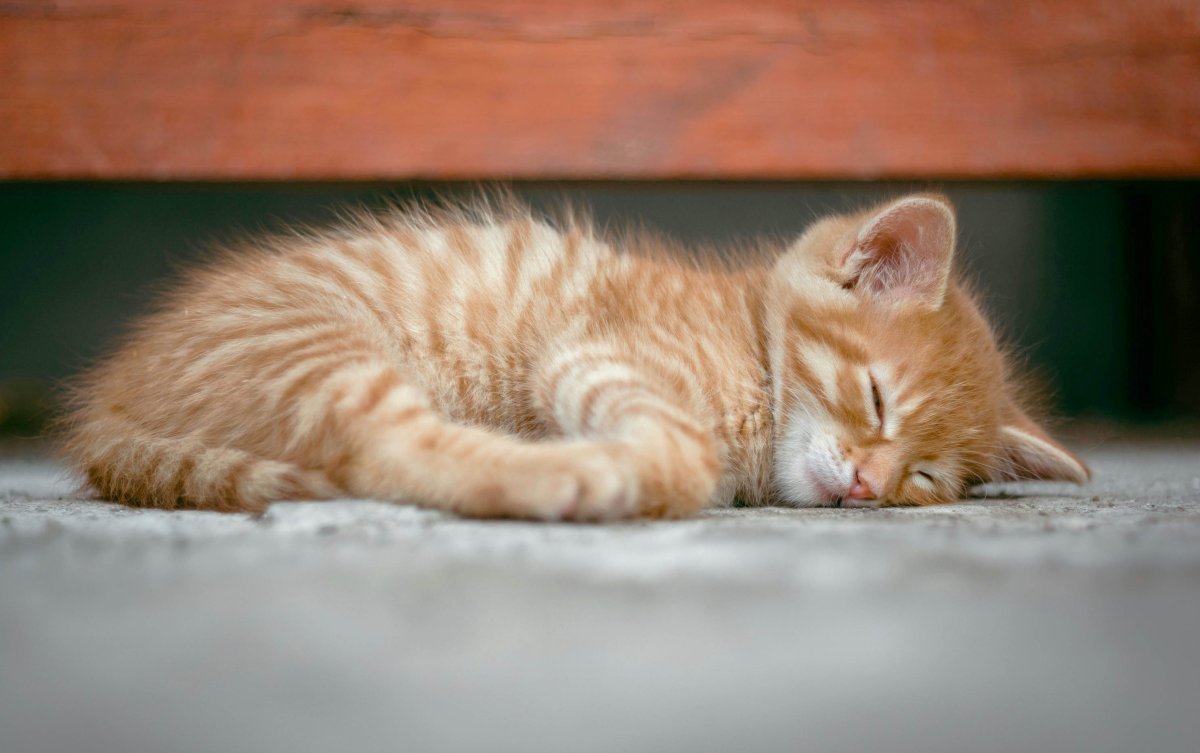 Kıbrıs'ta "Kedi Kadını" Olmanın Gizli Bedeli
