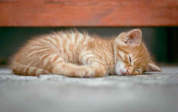 Kıbrıs'ta "Kedi Kadını" Olmanın Gizli Bedeli