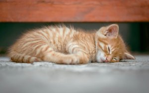Kıbrıs'ta "Kedi Kadını" Olmanın Gizli Bedeli