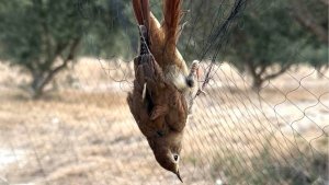 Parlamento'da yasadışı avcılığa karşı aktivistleri kısıtlama tartışması milletvekillerini böldü