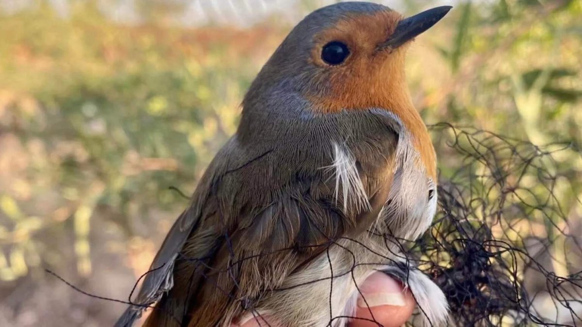 Parlamento yasadışı avcılık tartışmasında BirdLife ve CABS'i dışarıda bıraktı