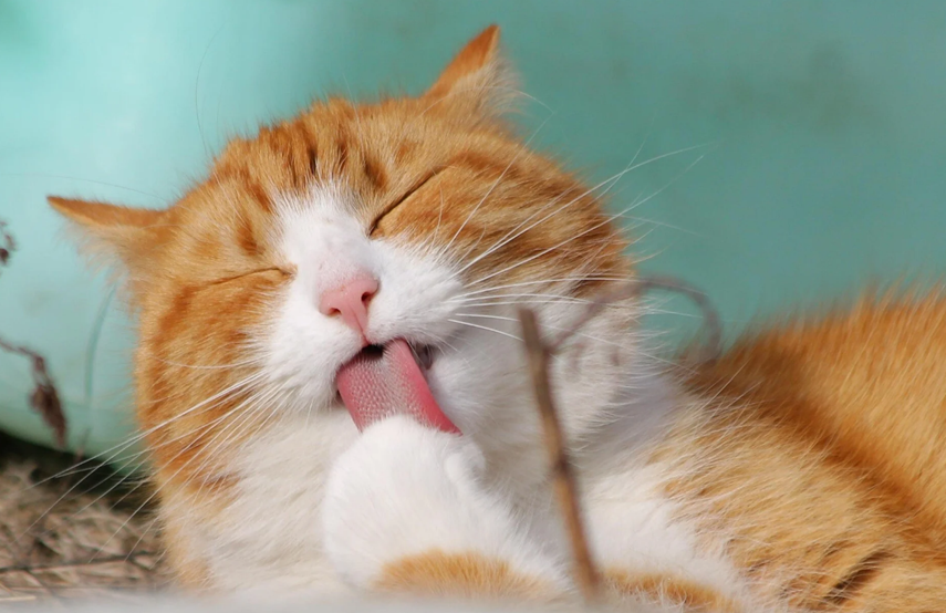 Pafos'ta kedi hırsızlıkları endişe yaratıyor, çevreci Ekolojistler Hareketi olayın aydınlatılmasını bekliyor
